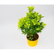 Gold Taflan Çiçeği Fidanı 25-45 Cm Saksılı Çiçekli Bodur Bitkiler Golden Euonymus