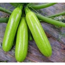 10 Adet Sakız Kabak Tohumu