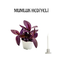 Mor Telgraf Kara Sevda Çiçeği Sevgililer Günü Hediyesi Mumluk Hediyeli Bitki