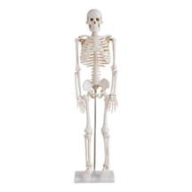 İnsan İskeleti Modeli 45Cm Kaideli