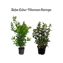 Kokulu Defne Çalısı Fidanı+viburnum Kartopu Çiçeği 2'li Set Saksılı Bahçe Bitkisi
