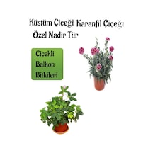 Küstüm Çiçeği 1 Adet 4 Kök 8/10cm + Ebruli Karanfil Çiçeği 10-15cm