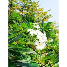Ada Yasemini Yoğun Kokulu 70-120 Cm Saksılı/tüplü Dış Mekan Bitkileri Oleander