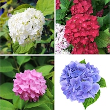 Videolu 4 Adet Kırmızı,pembe,mor,beyaz Ortanca Çiçeği Fidanı 20-35 Cm Tüplü Çiçekli Bodur Hydrangea