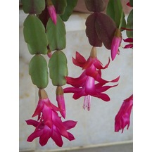 Videolu 1 Adet Pembe Yılbaşı Çiçeği Fidanı 20-30 Cm Tüplü Çiçekli Bodur Bitki Euphorbia Pulcherrima