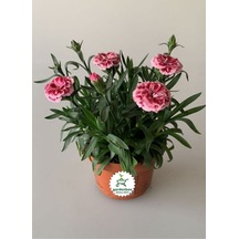 Kokulu Pembe Ebruli Karanfil Çiçeği 15-25 Cm Saksılı Bahçe Balkon Çiçeği