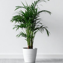 6 Yaş Areca Palmiyesi-dypsis Lutescens 180-200 Cm