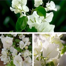 Videolu 1 Adet Beyaz Begonvil Çiçeği 30-55 Cm Tüplü Çiçekli Bodur Bitkiler Begonia