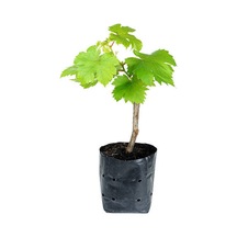 Videolu Bal Gibi Çekirdeksiz Üzüm Fidesi 30-60 Cm Tüplü Dış Mekan Ağaç Grape Seedling