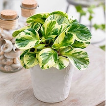 Alacalı Zümrüt Dalgası – Peperomia Obtusifolia