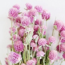 Gomphrena Globosa Pembe Medine Çiçeği Tohumu 50 Tohum N11529