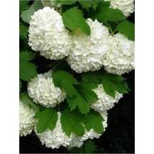 Çınar Kartopu Çiçeği Fidanı 30-60 Cm