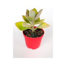 Kalanchoe Beharensis Fang Kadife Yapraklı Sukulent Keçe Bitkisi K