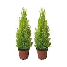 Tohumculuk Ithal Bodur Limon Selvi Bonzai Ağacı Tohumu 5 Tohum Bonsai Tohumu