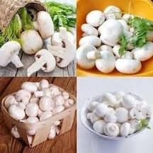 30 Adet Tohum Nadir Kültür Mantarı Tohumu Saksı Toprak Hediyelidi
