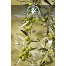 6 Adet - Sofralık Gemlik Zeytin Fidanı 1 Metre Boy 3 Yaş