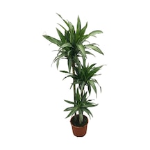 Dracaena Fragrans 'warneckei' Ø24 Cm Y125-150 Cm