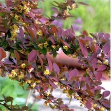 Kırmızı Berberis Thunbergii Kadın Tuzluğu Fidanı 20-40 Cm