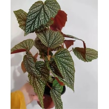Videolu Çiçekli Çilli Begonya 1 Adet Saksılı 20-30cm Iç Mekan Ev Salon Bitkisi Begonia Corallina