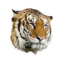 Kaplan Aile Araba Oto Sticker Yapıştırma Etiket 17Cm H1