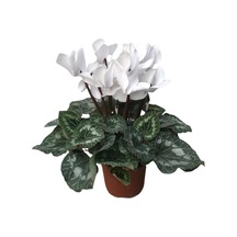 Cyclamen (Sıklamen) Çiçeği Beyaz
