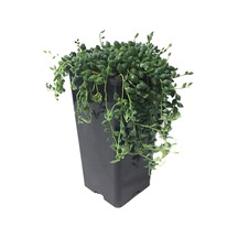 Senecio Rowleyanus (Tesbih Çiçeği) Ø10,5 CM Y15-20 CM