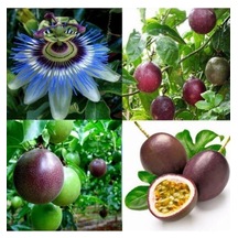 5 Adet Tohum Ithal Passiflora Meyvesi Tohumu Çarkı Felek Saat Çiçeği Tohumu Süpriz Hediye Tohumludu
