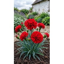 Kırmızı Karanfil Fidanı 1-2 Yaş Arası Dianthus Caryophyllus Canlı Kırmızı Çiçekli