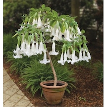 15 Adet Tohum Organik Hobi Bahçe Beyaz Angel Trumpet Çiçeği Saksı Topraklı