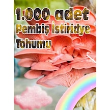 Pembe İstiridye Mantarı Miseli Tohumu Vakumlu 100 Gram Ekim Kılavuzu