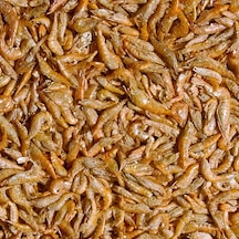 Tropical River Shrimps 100 Gr Kovadan Bölme