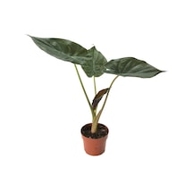 Alocasia Wentii (Fil Kulağı) Ø12 CM Y35-40 CM