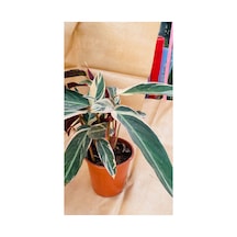 Calathea Triostar İthal