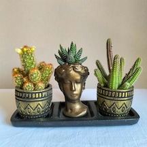 Kaktüs & Haworthia 3'lü Sukulent Seti | Helen Gold Serisi