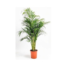 Areca Dypsis Lutescens - Areka Palmiyesi - Ev Ofis Salon Iç Mekan Bitkisi - 70 Cm