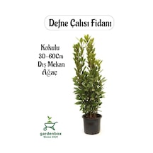 Saksılı Defne Ağacı Fidanı 1 Adet Saksılı Laurus Nobilis