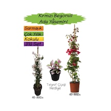 Kırmızı Renk Begonvil+kokulu Ada Yasemini+telgraf Çiçeği 3'lü Peyzaj Seti