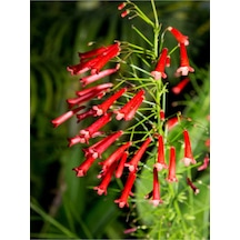 Kırmızı Mercan Çiçeği 1 Adet Saksılı/tüplü 35-60cm Russelia Equisetiformis