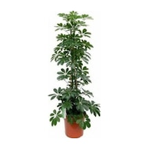 Videolu Şeflera Bitkisi 50 60 Cm 1 Adet Saksılı Iç Mekan Bitkisi Schefflera Arboricola Nora