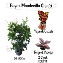 Beyaz Mandevilla Çiçeği 1 Adet Saksılı+yaprak Güzeli-telgraf Çiçeği Hediyeli