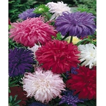 Tavuskuşu Papatyası Tohumu Karışık Tavus Kuşu Çiçeği Tohumu Yetiştirme Kiti