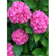 Thebestonline Pembe Ortanca Fidanı Fidesi 10 30 Cm Hydrangea Macrophylla