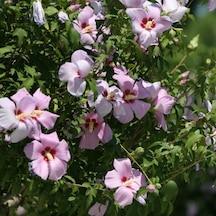 Tüplü Çit Hatmi Çiçeği Hibiscus Syriacus Fidanı