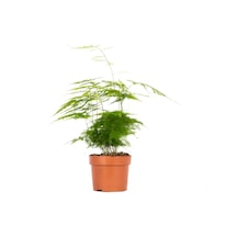 Kuşkonmaz 30-40 Cm Yeşil