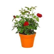 Kan Kırmızı Gül Fidanı 10-20 Cm