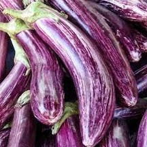 100 Adet Tohum Nadir Manisa Alacası Kemer Patlıcan Tohumu Organi