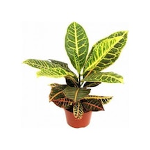 Kraton Salon Bitkisi 3 Adet - Croton Petra 30-50 Cm