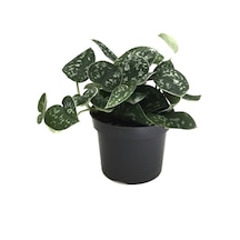 Scindapsus Pictus 'Argyraeus' (Potos Sarmaşığı) Ø12 CM Y20-25 CM