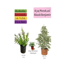 Beyaz Alacalı Benjamin Bitkisi+ Ağaç Menekşesi Duranta + Tül Çiçeği