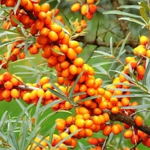 Tüplü Hippophae Rhamnoides Şifalı Yabani Yalancı İğde Fidanı